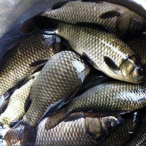 魚(yú)飼料成分對(duì)比分析 魚(yú)飼料成分對(duì)比分析 龍魚(yú)百科 第2張