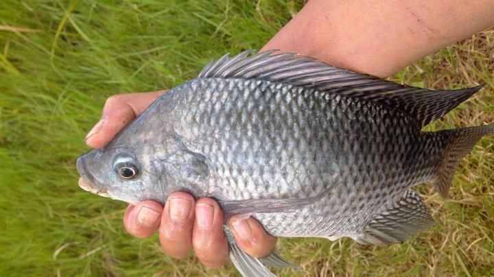 魚(yú)飼料成分對(duì)比分析 魚(yú)飼料成分對(duì)比分析 龍魚(yú)百科 第6張