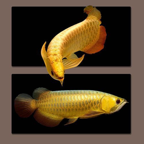 金頭過背金龍魚怎么養殖的圖片