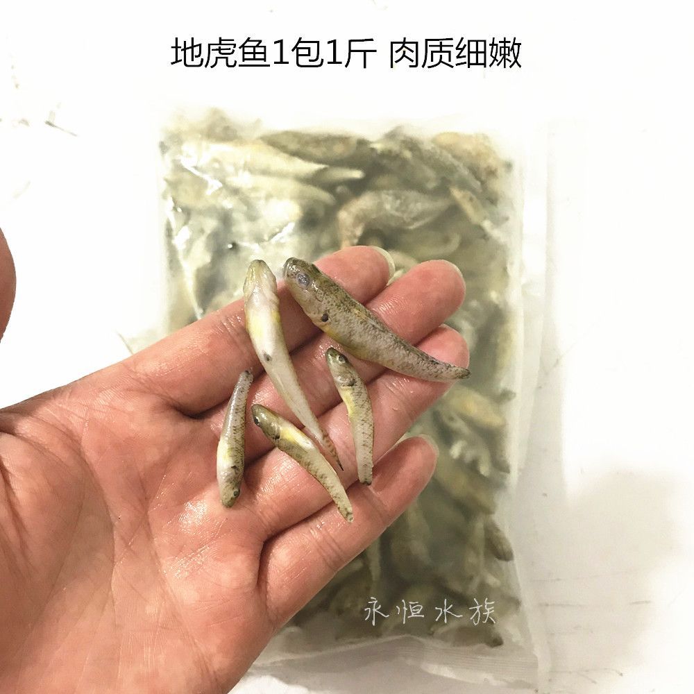 龍魚吃小河蝦好還是蝦仁好（給龍魚喂食小河蝦還是蝦仁？） 龍魚吃小河蝦好還是蝦仁好（給龍魚喂食小河蝦還是蝦仁？） 龍魚百科 第2張