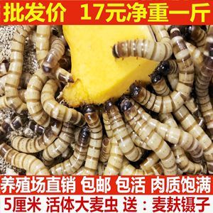 在喂養(yǎng)金龍魚時，可能會使用到不同種類的蟲子,以下是常見的蟲子：喂養(yǎng)金龍魚時，可能會使用到不同種類的蟲子,以下是常見的蟲子