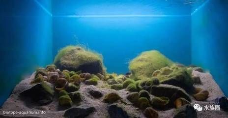 坦湖水質特點及維護方法：坦湖水質維護常見誤區,坦湖魚缸布置技巧分享