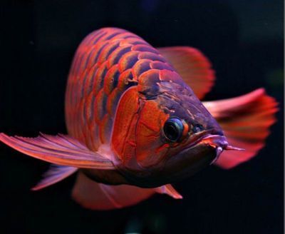紅龍魚畫圖（紅龍魚鱗片畫法詳細(xì)步驟和技巧，紅龍魚眼睛畫法技巧） 紅龍魚畫圖（紅龍魚鱗片畫法詳細(xì)步驟和技巧，紅龍魚眼睛畫法技巧） 龍魚百科 第3張