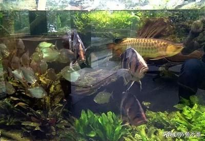 40公分的龍魚需要多大的缸養呢視頻（養龍魚要多大的缸才可以養龍魚）