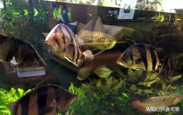 40公分的龍魚需要多大的缸養呢視頻（養龍魚要多大的缸才可以養龍魚）