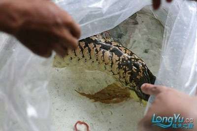 龍魚過水多久：龍魚過水后恢復時間因個體差異、適應能力等因素而異