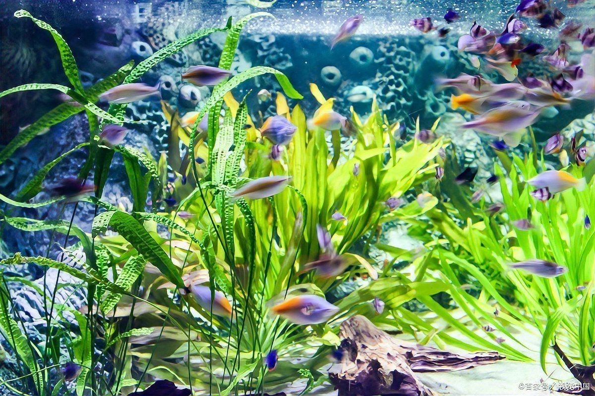 金龍魚用什么顏色的底砂好