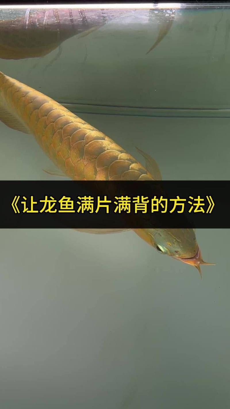 過背金龍發色期間如何調整飲食？ 過背金龍發色期間如何調整飲食？ 龍魚百科 第7張