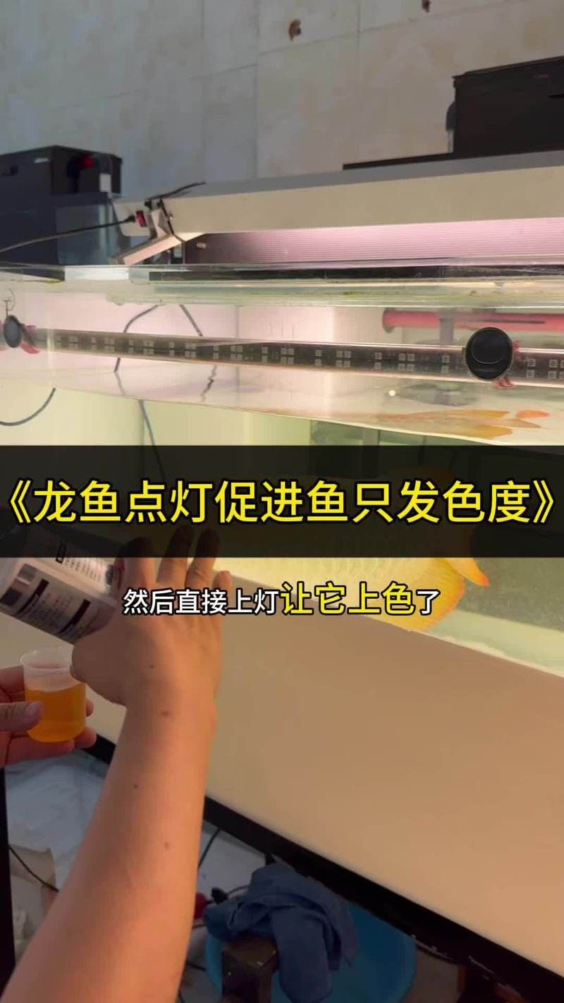 過背金龍發色期間如何調整飲食？ 過背金龍發色期間如何調整飲食？ 龍魚百科 第8張