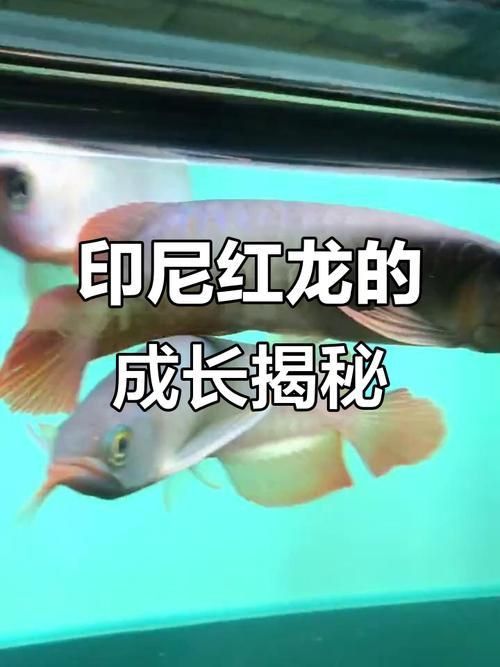 紅龍魚苗圖片
