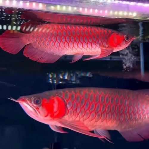 紅龍魚苗圖片
