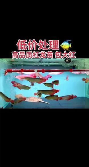 紅龍魚苗圖片