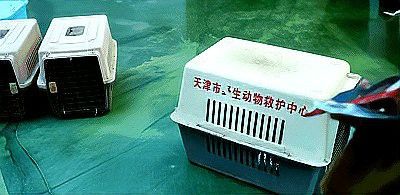 赤瞳黃龍魚