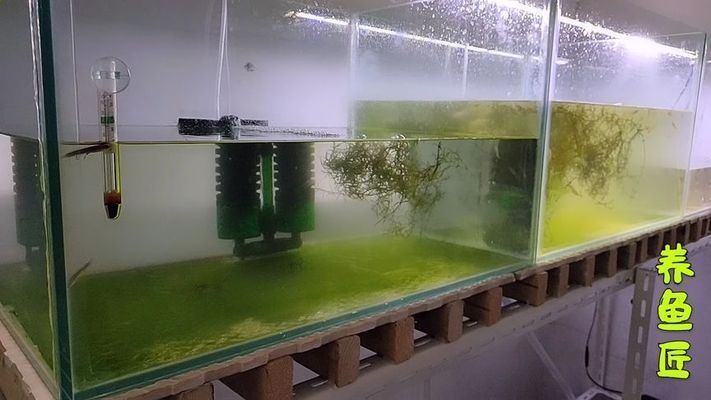 魚缸里面的魚都在底部一動(dòng)不動(dòng)是什么問題，如何改善魚缸水溫調(diào)節(jié)技巧預(yù)防魚缸水溫調(diào)節(jié)技巧