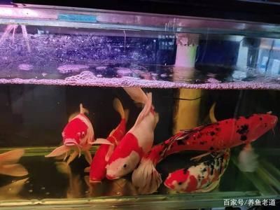 魚缸里面的魚都在底部一動(dòng)不動(dòng)是什么問題，如何改善魚缸水溫調(diào)節(jié)技巧預(yù)防魚缸水溫調(diào)節(jié)技巧
