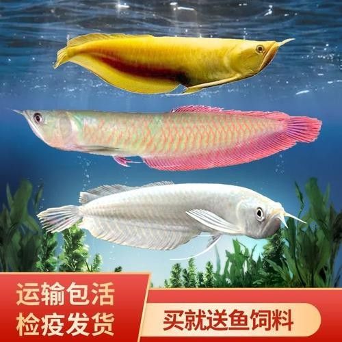 雪龍魚黃精益智仁的功效與作用及禁忌癥圖片