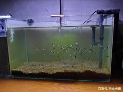 廣州最大龍魚市場地址（廣州最大的龍魚市場）
