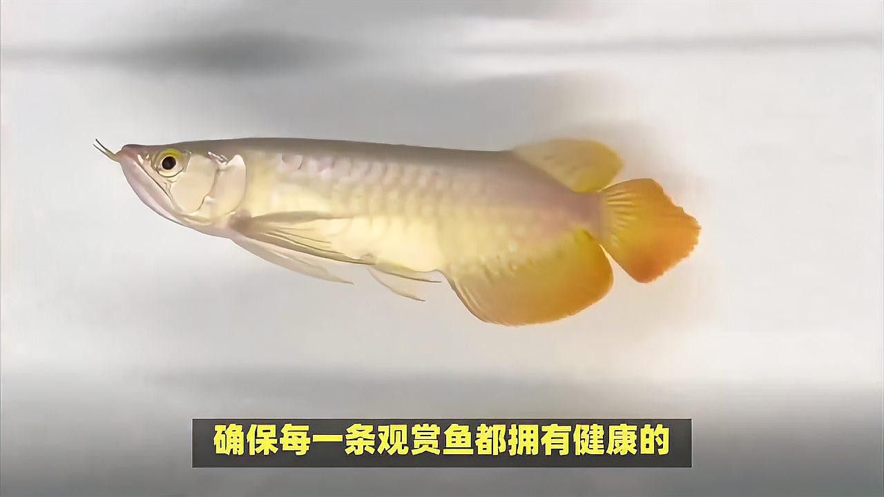 西寧龍魚祥龍魚場怎么樣啊