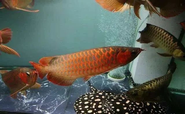 龍魚誘色燈是否一定要放入水中