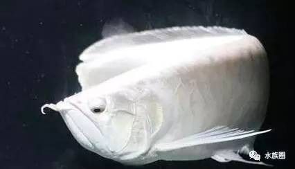 龍魚誘色燈是否一定要放入水中