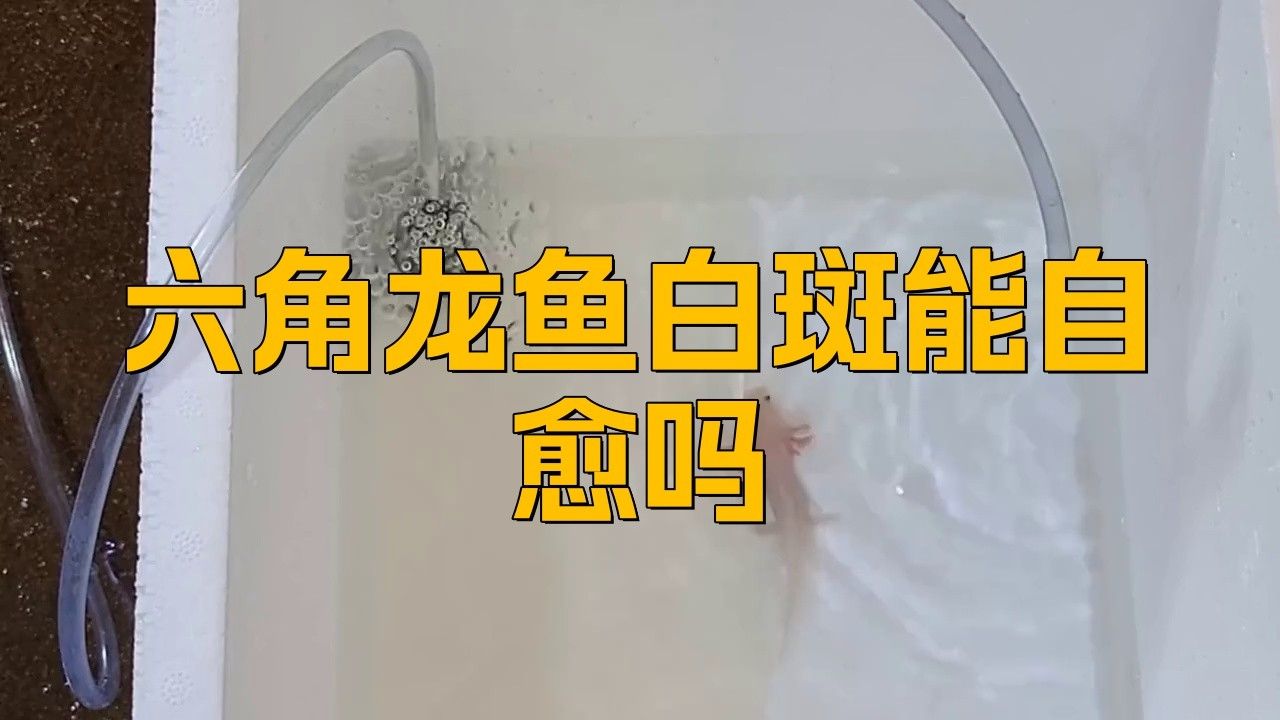 哪些情況下龍魚(yú)白膜會(huì)自愈？ 哪些情況下龍魚(yú)白膜會(huì)自愈？ 龍魚(yú)百科 第1張