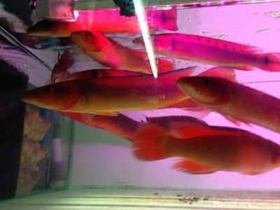 好養的龍魚配魚好嗎（與龍魚混養效果較好的魚類）