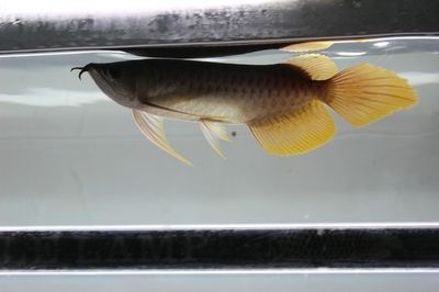 新養的龍魚不吃東西能活多久：新養的龍魚不吃東西能活多久，新養的龍魚能活多久