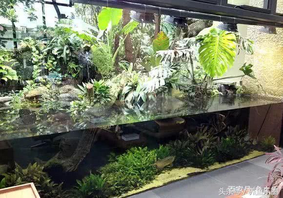 龍魚和虎魚怎樣搭配好看