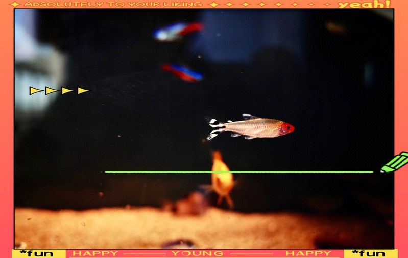 有哪些鏡頭適合拍攝銀龍魚？