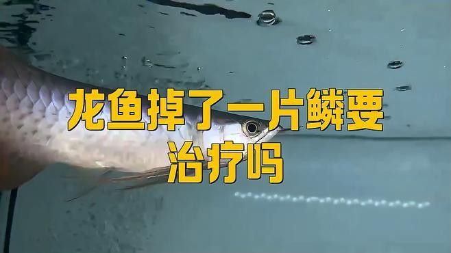 銀龍魚自己撞掉鱗怎么處理好 銀龍魚自己撞掉鱗怎么處理好 龍魚百科 第2張