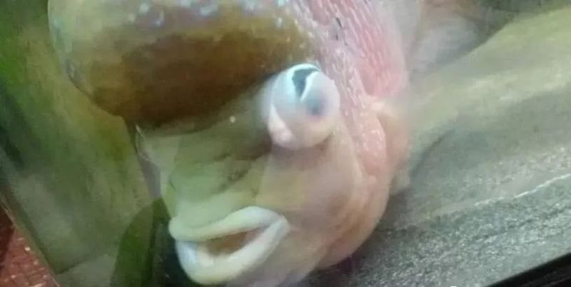有哪些藥物可以預防雷龍魚眼睛白膜 有哪些藥物可以預防雷龍魚眼睛白膜 龍魚百科 第3張