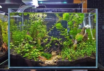 紅龍魚的飼養環境對其發色有著重要的影響：關于紅龍魚的色彩科學