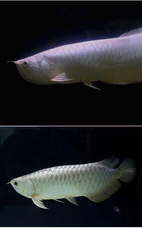 銀龍魚長大后圖片大全