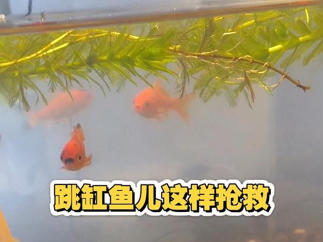 龍魚(yú)跳缸還能活嗎圖片大全 龍魚(yú)跳缸還能活嗎圖片大全 龍魚(yú)百科 第6張