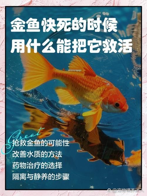 龍魚(yú)跳缸還能活嗎圖片大全 龍魚(yú)跳缸還能活嗎圖片大全 龍魚(yú)百科 第7張