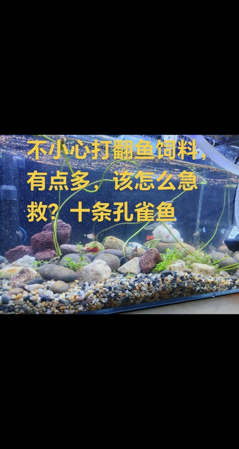 龍魚(yú)跳缸還能活嗎圖片大全 龍魚(yú)跳缸還能活嗎圖片大全 龍魚(yú)百科 第2張
