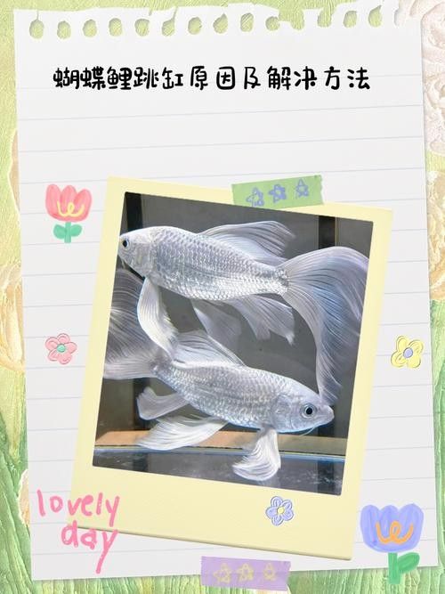 龍魚(yú)跳缸還能活嗎圖片大全 龍魚(yú)跳缸還能活嗎圖片大全 龍魚(yú)百科 第3張