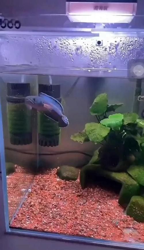 龍魚(yú)跳缸還能活嗎圖片大全 龍魚(yú)跳缸還能活嗎圖片大全 龍魚(yú)百科 第19張
