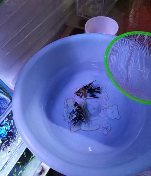 龍魚(yú)跳缸還能活嗎圖片大全 龍魚(yú)跳缸還能活嗎圖片大全 龍魚(yú)百科 第22張