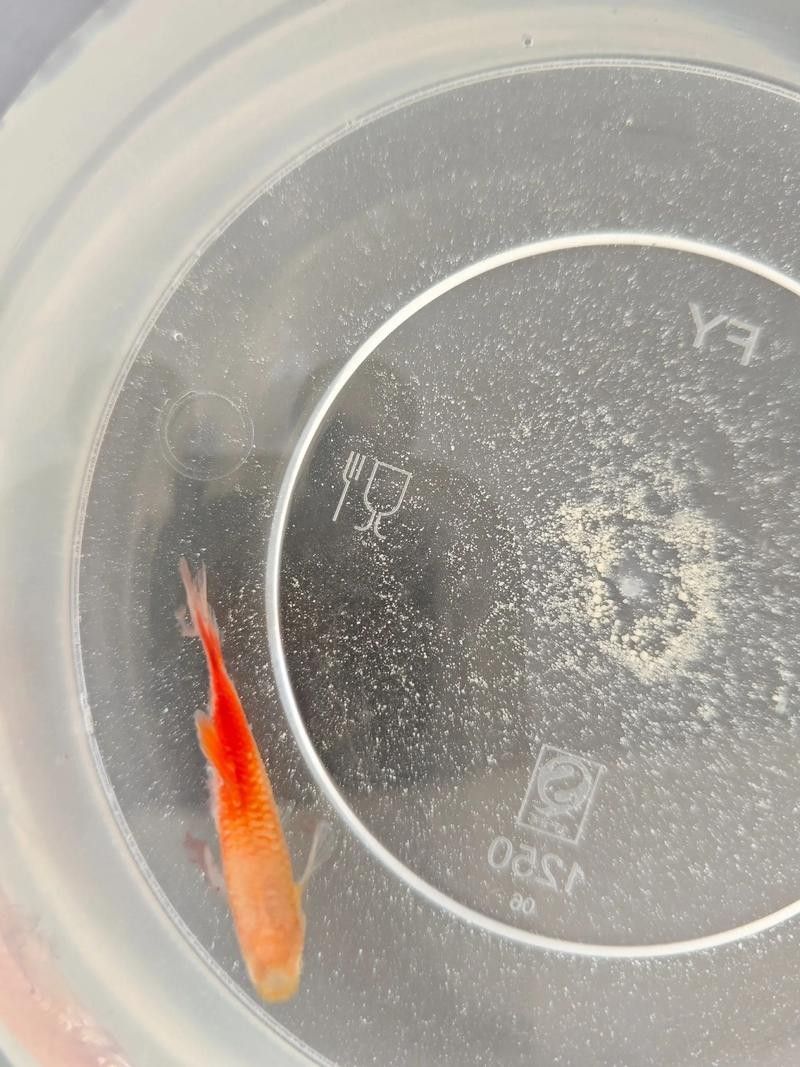 龍魚(yú)跳缸還能活嗎圖片大全 龍魚(yú)跳缸還能活嗎圖片大全 龍魚(yú)百科 第11張