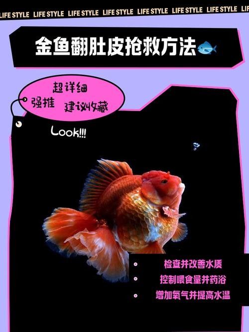 龍魚(yú)跳缸還能活嗎圖片大全 龍魚(yú)跳缸還能活嗎圖片大全 龍魚(yú)百科 第17張