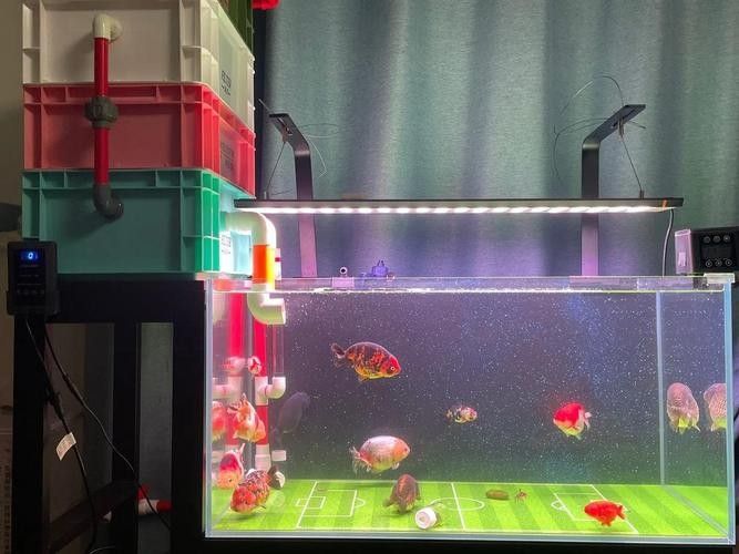 龍魚(yú)跳缸還能活嗎圖片大全 龍魚(yú)跳缸還能活嗎圖片大全 龍魚(yú)百科 第16張