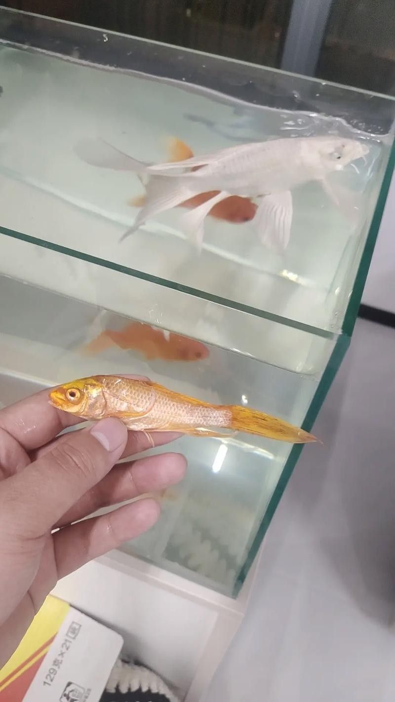 龍魚(yú)跳缸還能活嗎圖片大全 龍魚(yú)跳缸還能活嗎圖片大全 龍魚(yú)百科 第10張
