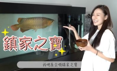 養龍魚有什么忌諱嗎女生：養龍魚時有一些常見的忌諱需要注意，以確保龍魚的健康和長壽