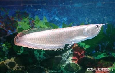 如何讓銀龍魚又白又亮又好看(如何讓銀龍魚看起來又白又亮又好看) 龍魚百科 第1張 如何讓銀龍魚又白又亮又好看(如何讓銀龍魚看起來又白又亮又好看) 如何讓銀龍魚又白又亮又好看(如何讓銀龍魚看起來又白又亮又好看) 龍魚百科 第1張