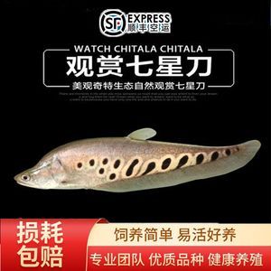 如何讓銀龍魚又白又亮又好看(如何讓銀龍魚看起來又白又亮又好看) 龍魚百科 第5張 如何讓銀龍魚又白又亮又好看(如何讓銀龍魚看起來又白又亮又好看) 如何讓銀龍魚又白又亮又好看(如何讓銀龍魚看起來又白又亮又好看) 龍魚百科 第5張