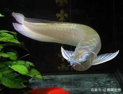 如何讓銀龍魚又白又亮又好看(如何讓銀龍魚看起來又白又亮又好看) 龍魚百科 第2張 如何讓銀龍魚又白又亮又好看(如何讓銀龍魚看起來又白又亮又好看) 如何讓銀龍魚又白又亮又好看(如何讓銀龍魚看起來又白又亮又好看) 龍魚百科 第2張