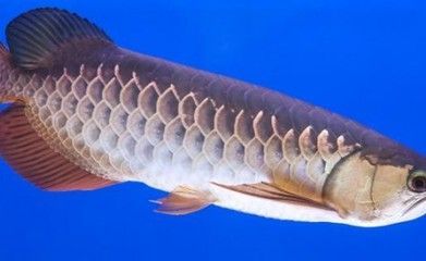 如何讓銀龍魚又白又亮又好看(如何讓銀龍魚看起來又白又亮又好看) 龍魚百科 第3張 如何讓銀龍魚又白又亮又好看(如何讓銀龍魚看起來又白又亮又好看) 如何讓銀龍魚又白又亮又好看(如何讓銀龍魚看起來又白又亮又好看) 龍魚百科 第3張