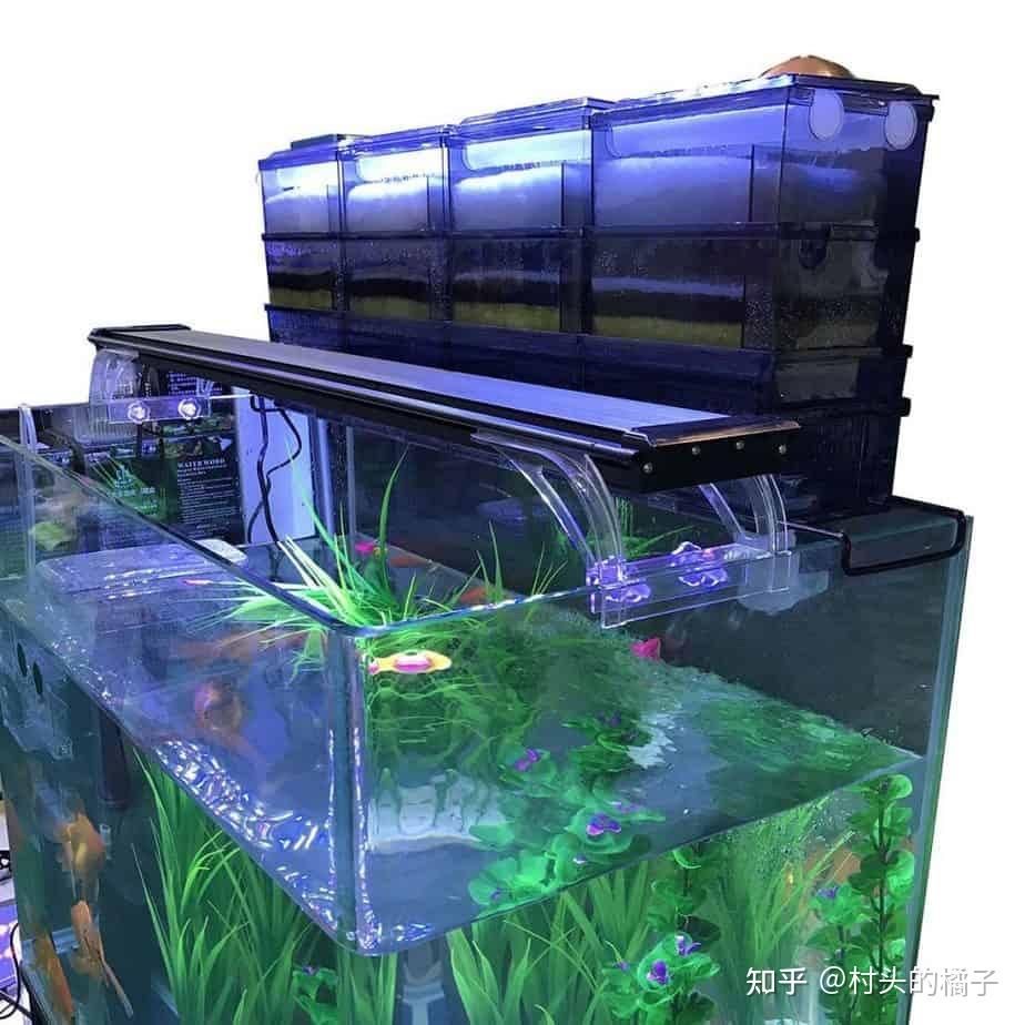 如何讓銀龍魚又白又亮又好看(如何讓銀龍魚看起來又白又亮又好看) 龍魚百科 第4張 如何讓銀龍魚又白又亮又好看(如何讓銀龍魚看起來又白又亮又好看) 如何讓銀龍魚又白又亮又好看(如何讓銀龍魚看起來又白又亮又好看) 龍魚百科 第4張