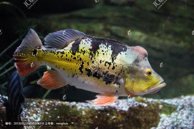 帝王三間魚可以和龍魚混養嗎：帝王三間魚可以混養嗎